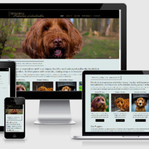 Desktop mobile teddies australian labradoodles